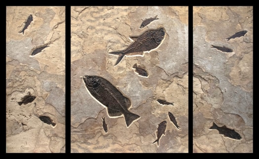 Fossil Fish Triptych 5002ABC