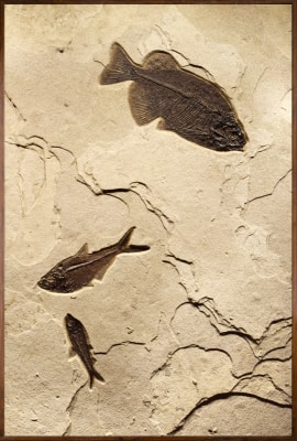 Fossil Fish Mural 8702am