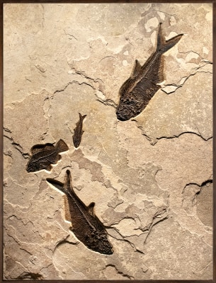 Fossil Mural 3010cm (SOLD)