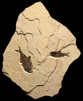 Fossil Fish Mural 2722mm