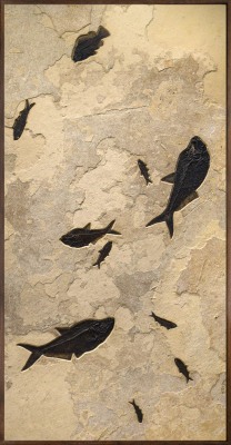 Fossil Fish Mural 3003gm