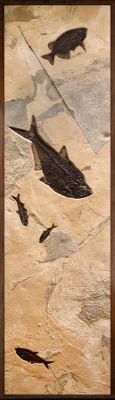 Fossil Fish Mural 5006cm
