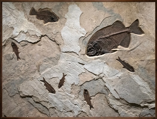 Fossil Fish Mural 6003cm