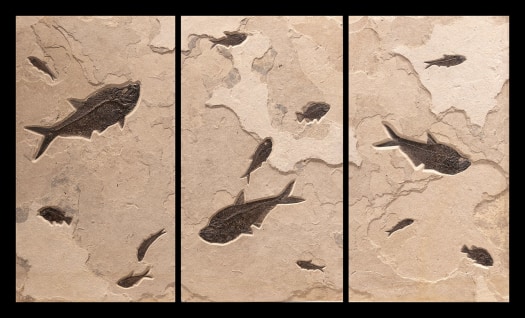 Fossil Fish Triptych 30006ABC