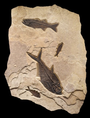 Fossil Fish Mural 4207am
