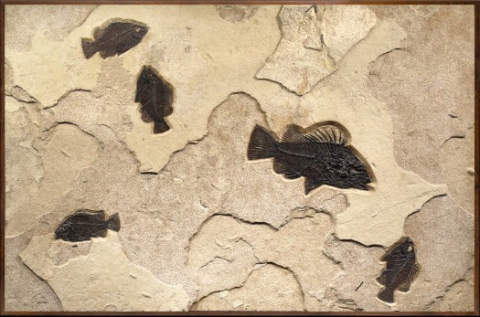 A framed horizontal fossil mural containing five fossil fish inclusing a large Priscacara, backed for wall mounting