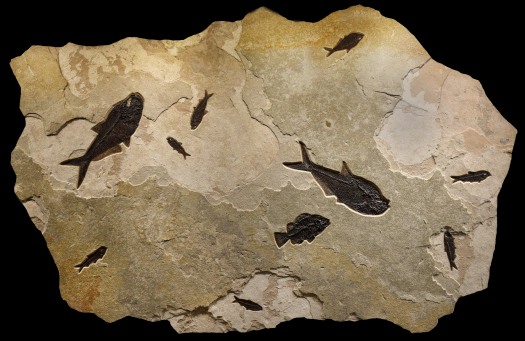 Fossil Fish Mural 2002gm