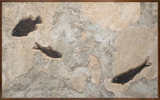Horizontal fossil mural quarried from a gray stone layer. The mural has three fossil fish, supplied framed