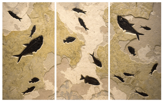 Fossil Fish Triptych 2006abc