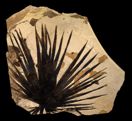 Fossil Palm Mural 3002am