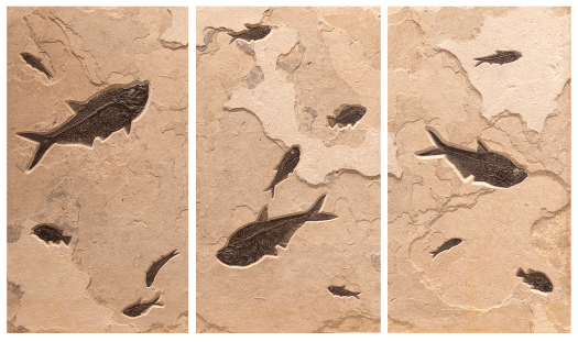 Fossil Fish Triptych 30006ABC