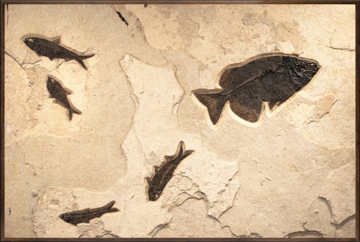 A framed horizontal Accent size fossil mural containing five fossil fish, backed for wall mounting
