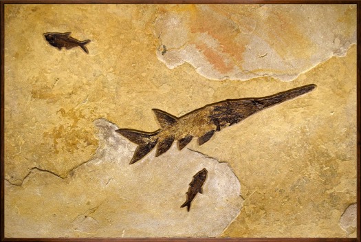 Fossil Fish Mural 8701cm