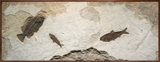 Fossil Fish Mural 5001am