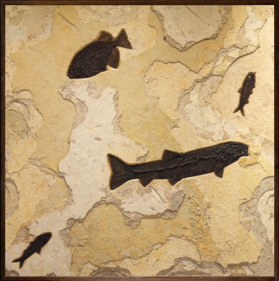 Fossil Mural 6608am