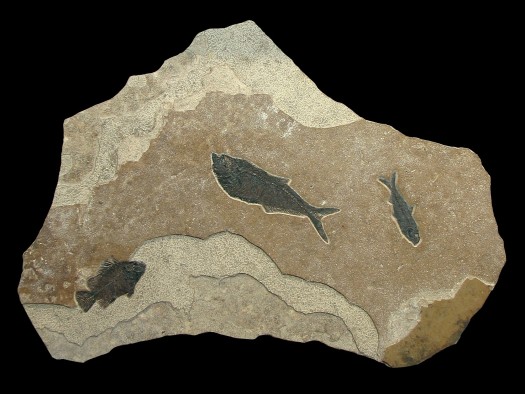 Irregularly shaped fossil mural with three fossil fish