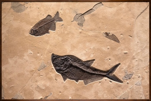 Fossil Fish Mural 4701am