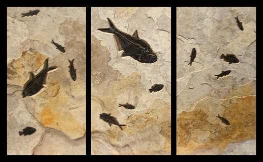 Fossil Triptych Mural 6009ABC (SOLD)