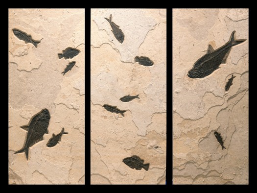 Fossil Fish Triptych 1799abc