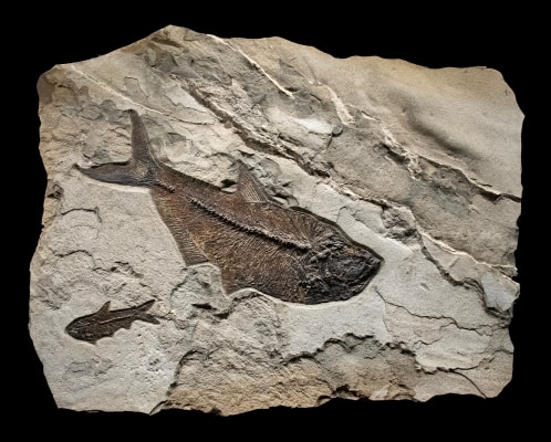 Fossil Fish Mural 6313am (SOLD)