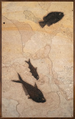 Vertical fossil mural containing a Diplomystus, a Knightia, and a Cockerellites, framed