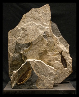 Fossil Sculpture 1555