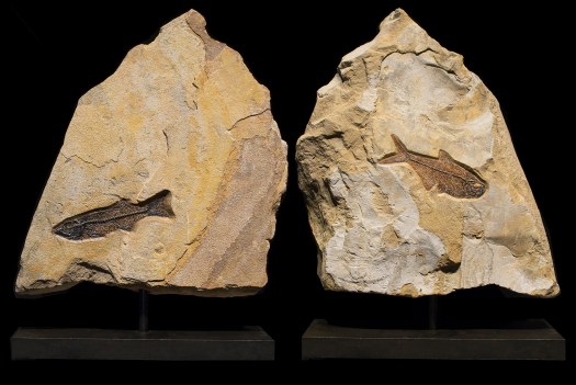 Fossil Sculpture 8367