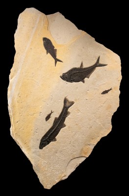 Fossil Fish Mural 5611gm
