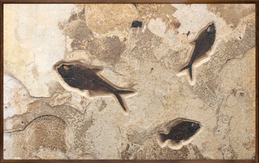 Horizontal fossil mural with three fossil fish, framed