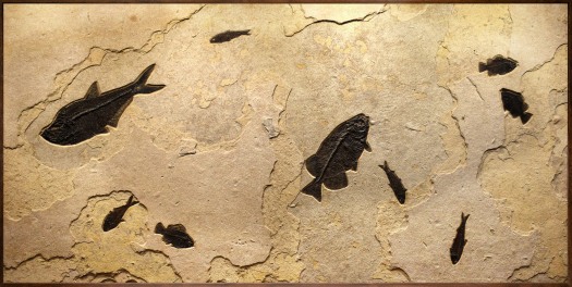Fossil Fish Mural 8016GM