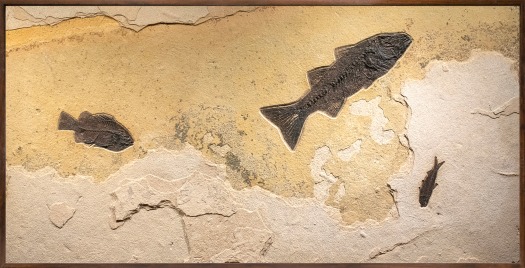 Fossil Fish Mural 1355cm