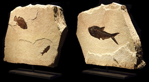 Fossil Sculpture 1400