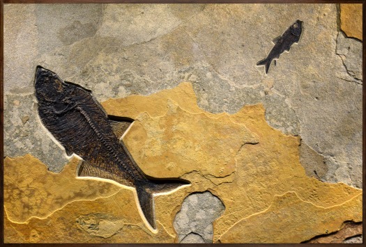 Fossil Fish Mural 8780am
