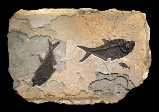 Fossil Fish Mural 7729cm