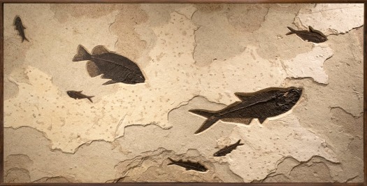 A framed, horizontal collector size fossil mural containing seven fossil fish, wall mounted