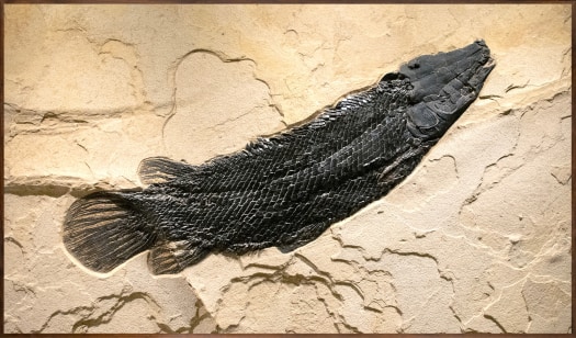 A rare 43" fossil Gar Masillosteus janei