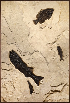 Fossil Fish Mural 7007am
