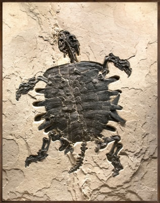 Fossil Turtle Mural 7500gm (SOLD)
