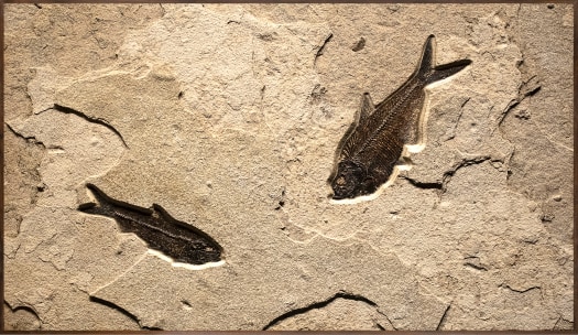 Fossil Mural 4709mm