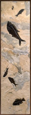 Fossil Fish Mural 8002cm