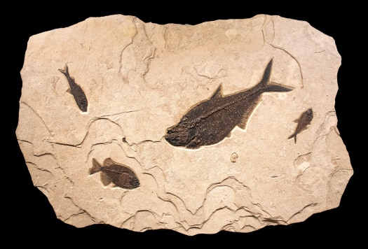 Fossil Fish Mural 6540cm (SOLD)