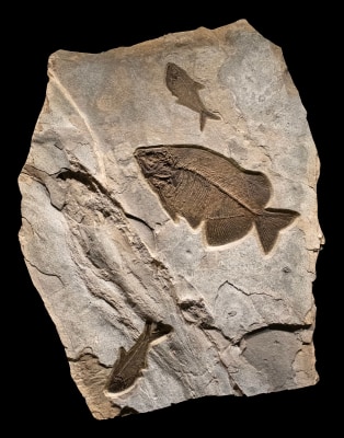 Fossil Fish Mural 9523am