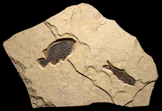 Fossil Fish Mural 2721mm