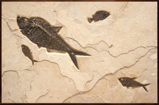 A framed Accent size fossil mural containing a large and two small Diplomystus dentatus, and a Cockerellites liops 