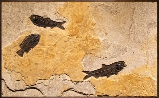 Fossil Fish Mural 8707mm