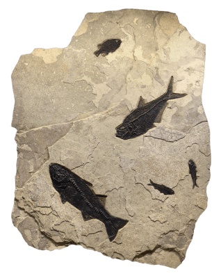 Fossil Fish Mural 9721cm