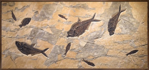 Fossil Fish Mural 30001gm (SOLD)