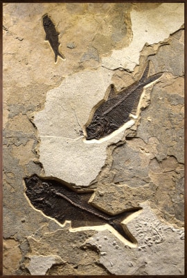 Fossil Fish Mural 3001am