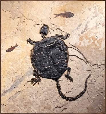 Fossil Turtle Mural 2011cm (SOLD)