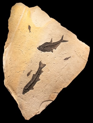 An irregularly shaped fossil mural containing five fossil fish including a large Nototgoneus Osculus. The matrix has unque colors and textures